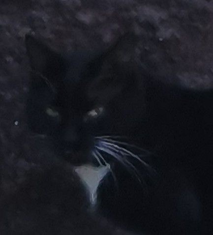 Вот такая "пантера" попала в кадр сегодня. Взгляд!!!!