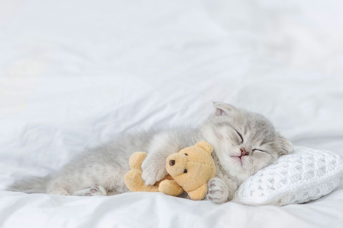 А если котенку приснятся люди? Источник: Shutterstock📷
