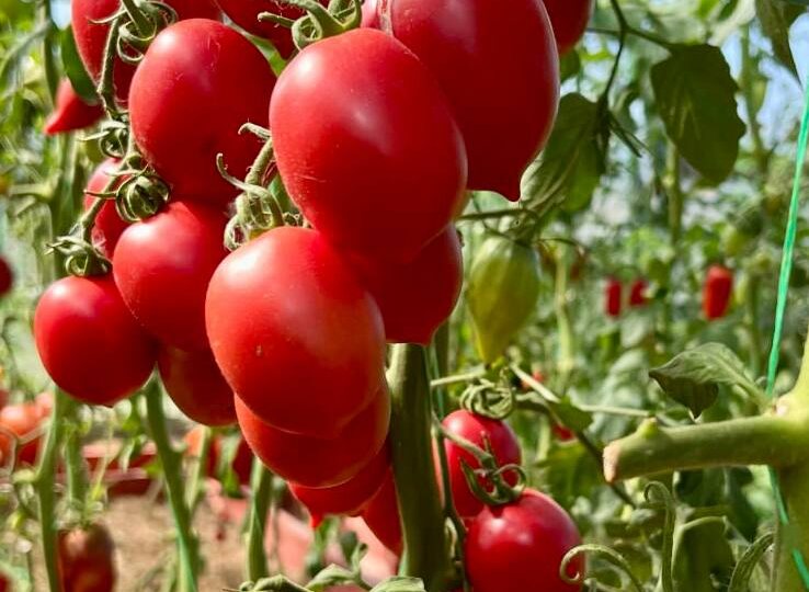 Томат, который создан для вашего огорода! 🍅