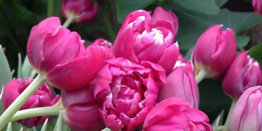    Государственный музей-заповедник Павловск