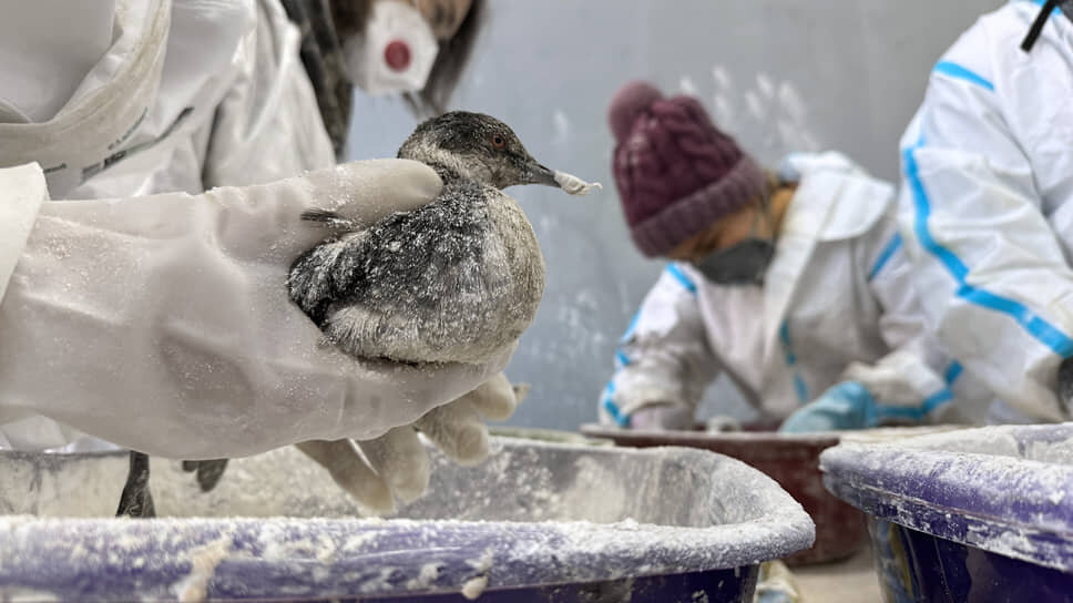 Фото: Александр Черных / Коммерсантъ