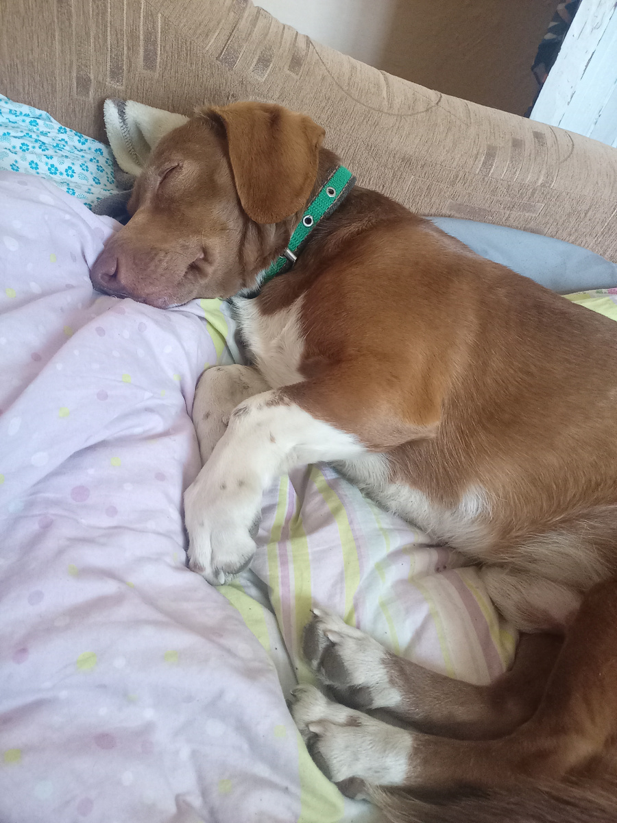 Похрапывает