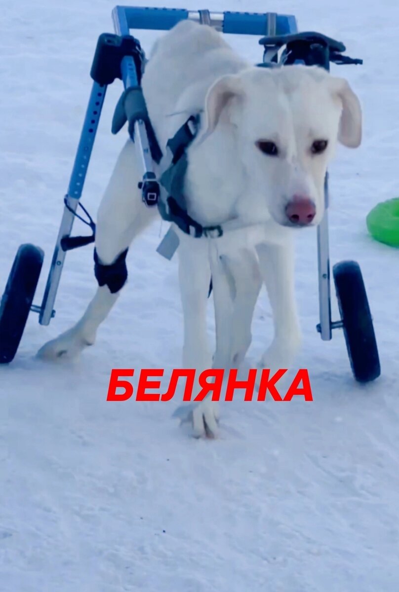 Беляночку сбила машина