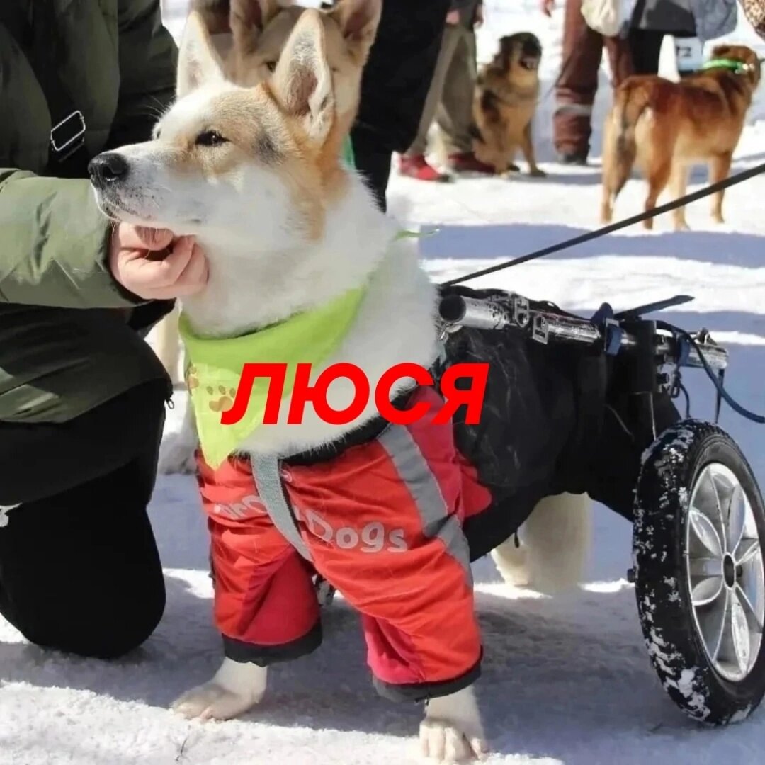 Люсю сбила машина