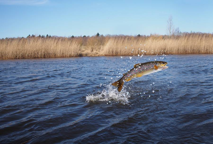 (фото: пресс-служба ПАО "НК"Роснефть")