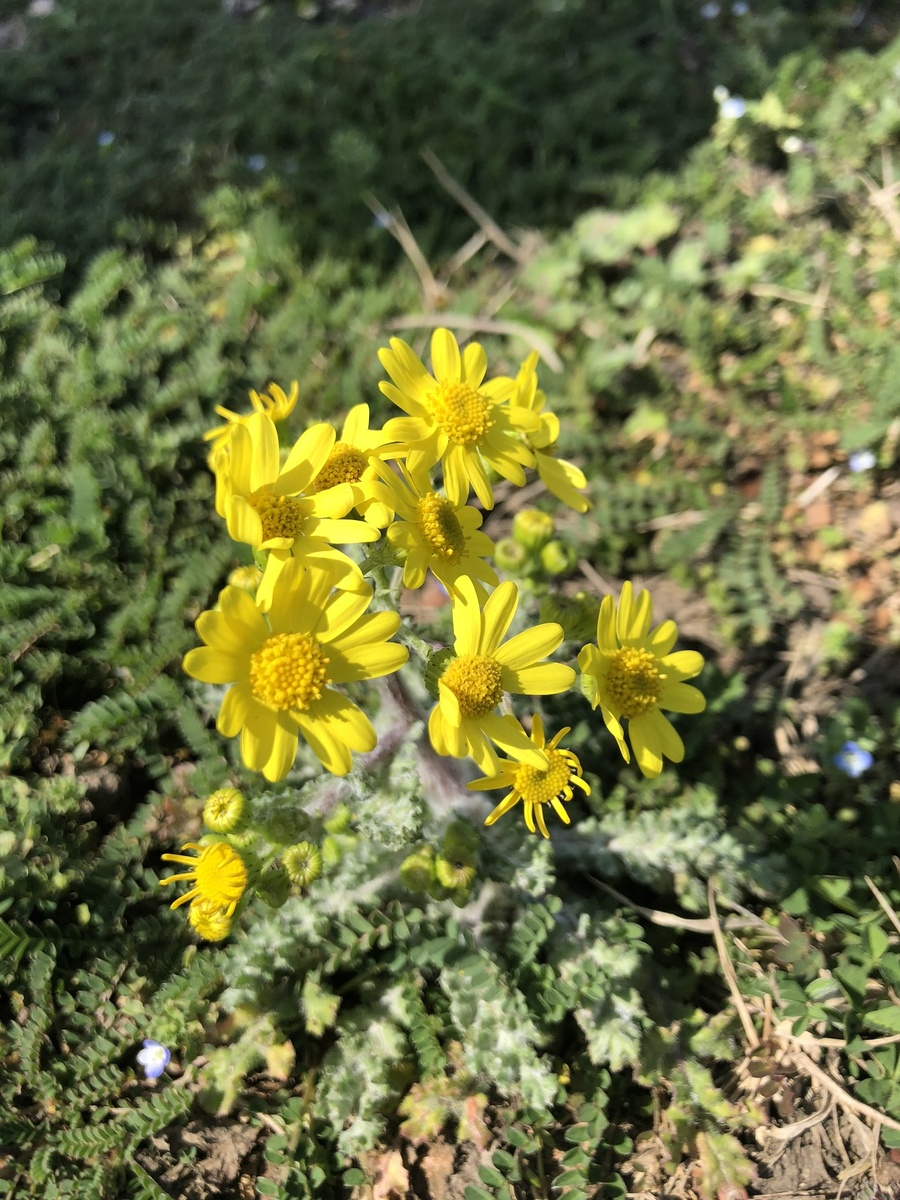 Март 2020 в Болгарии. Весна. Фото автора