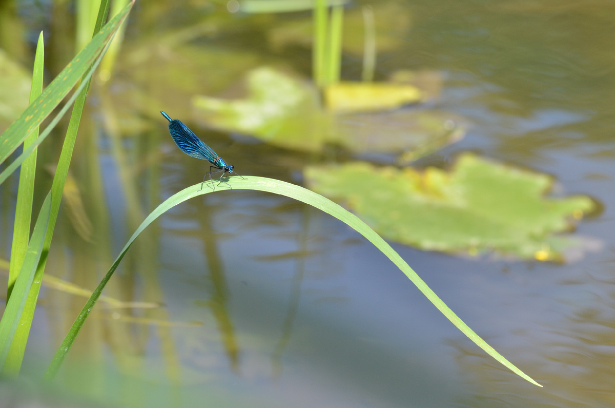 Стрекоза над Тихой Сосной.