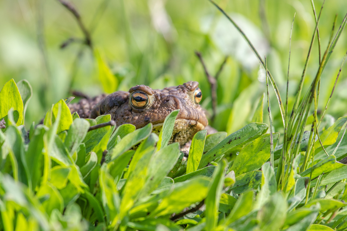 Земноводный житель реки.
