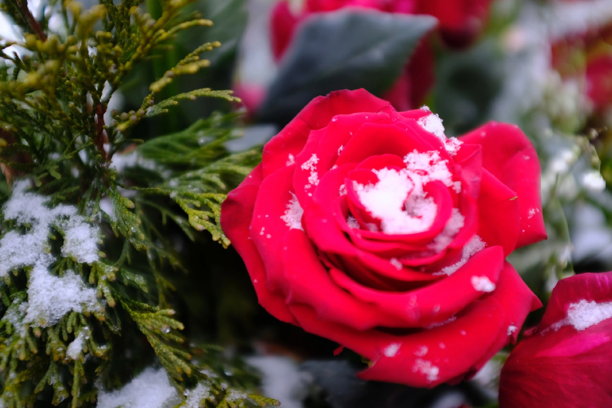 В те времена, когда роились грезы
В сердцах людей, прозрачны и ясны,
Как хороши, как свежи были розы
Моей любви, и славы, и весны! Прошли лета, и всюду льются слезы…
Нет ни страны, ни тех, кто жил в стране…
Как хороши, как свежи ныне розы
Воспоминаний о минувшем дне! 
Но дни идут — уже стихают грозы.
Вернуться в дом Россия ищет троп…
Как хороши, как свежи будут розы,
Моей страной мне брошенные в гроб!

Игорь Северянин

1925 г.

