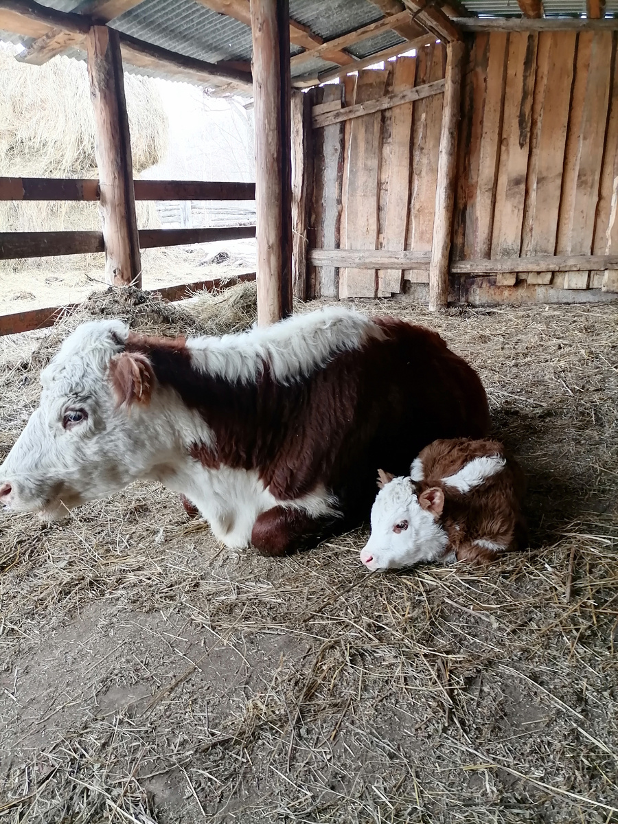 Вот такое пополнение. Я только сейчас поняла, что понятия не имею, мальчик это или девочка. Хороша хозяйка!