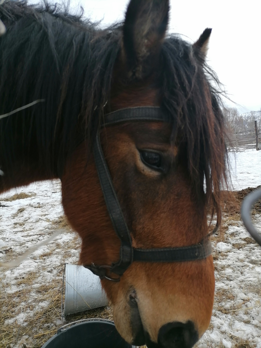 Вот такая "наглая морда" выросла.