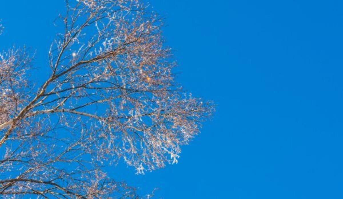     Дерево. Источник: vestivrn.ru Автор фото: ВГТРК Вести Воронеж