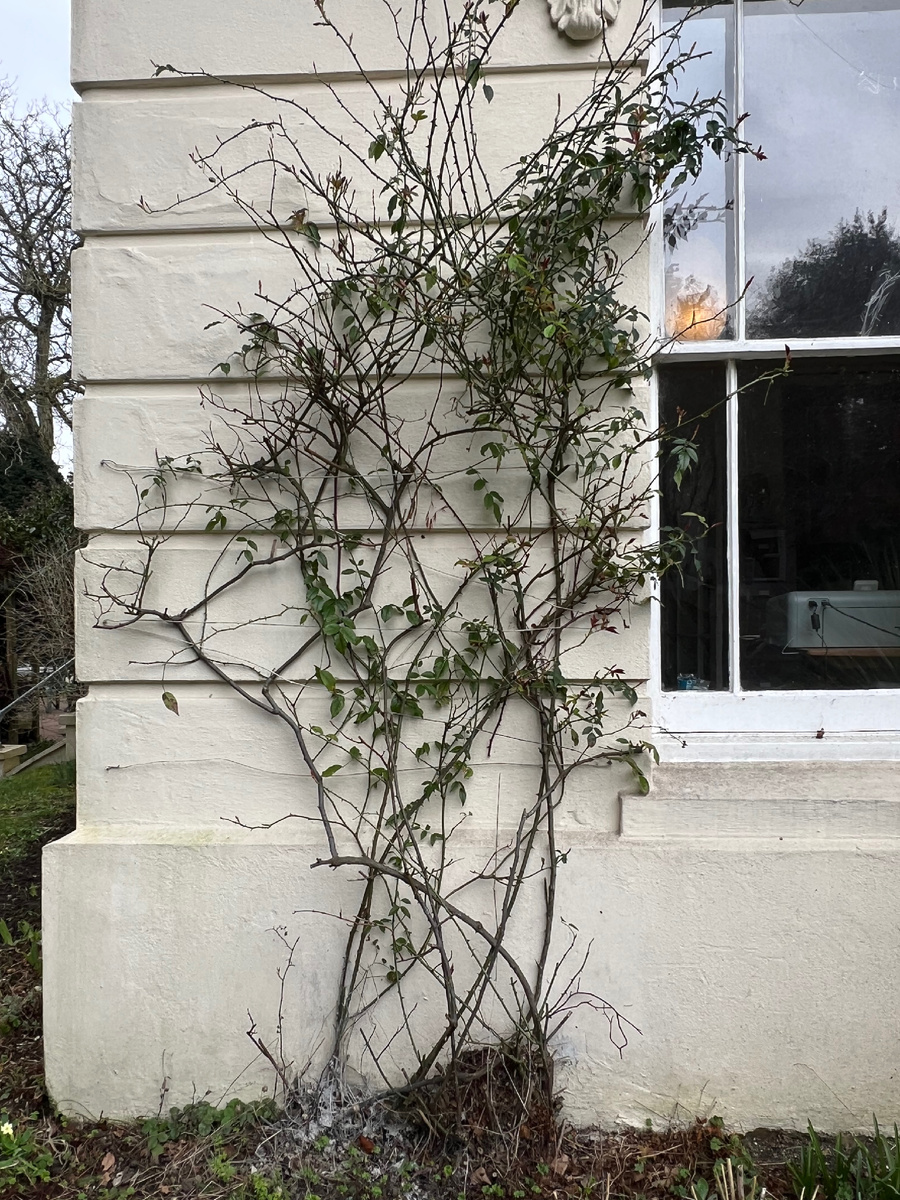 Роза при входе в дом к моей подруге. Фотография из личного архива. 