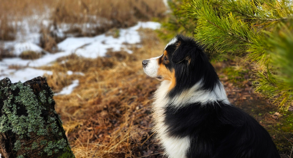 Знакомьтесь, Валёк, австралийская овчарка 