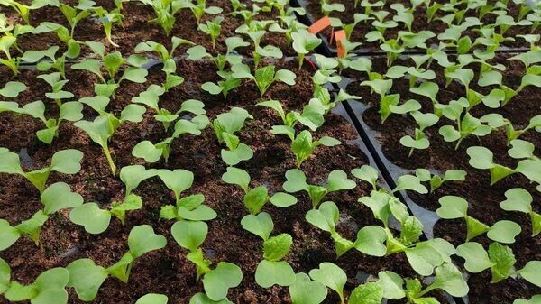    © Sputnik / Ольга Деменчук