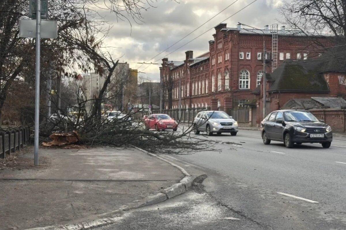    В Ярославле напротив ликеро-водочного завода упало дерево