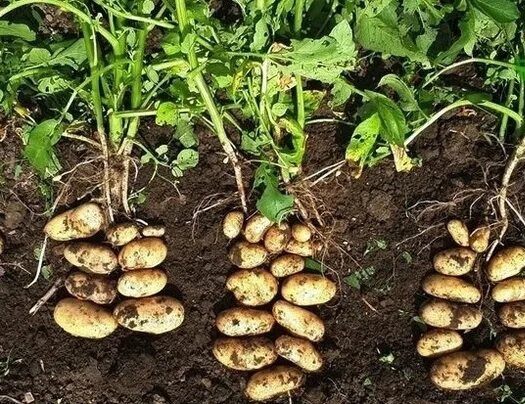 С лева на право, без подкормок, и с описанными подкормками