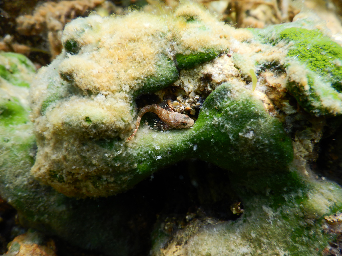 Фото: пресс-служба Фонда «Озеро Байкал»