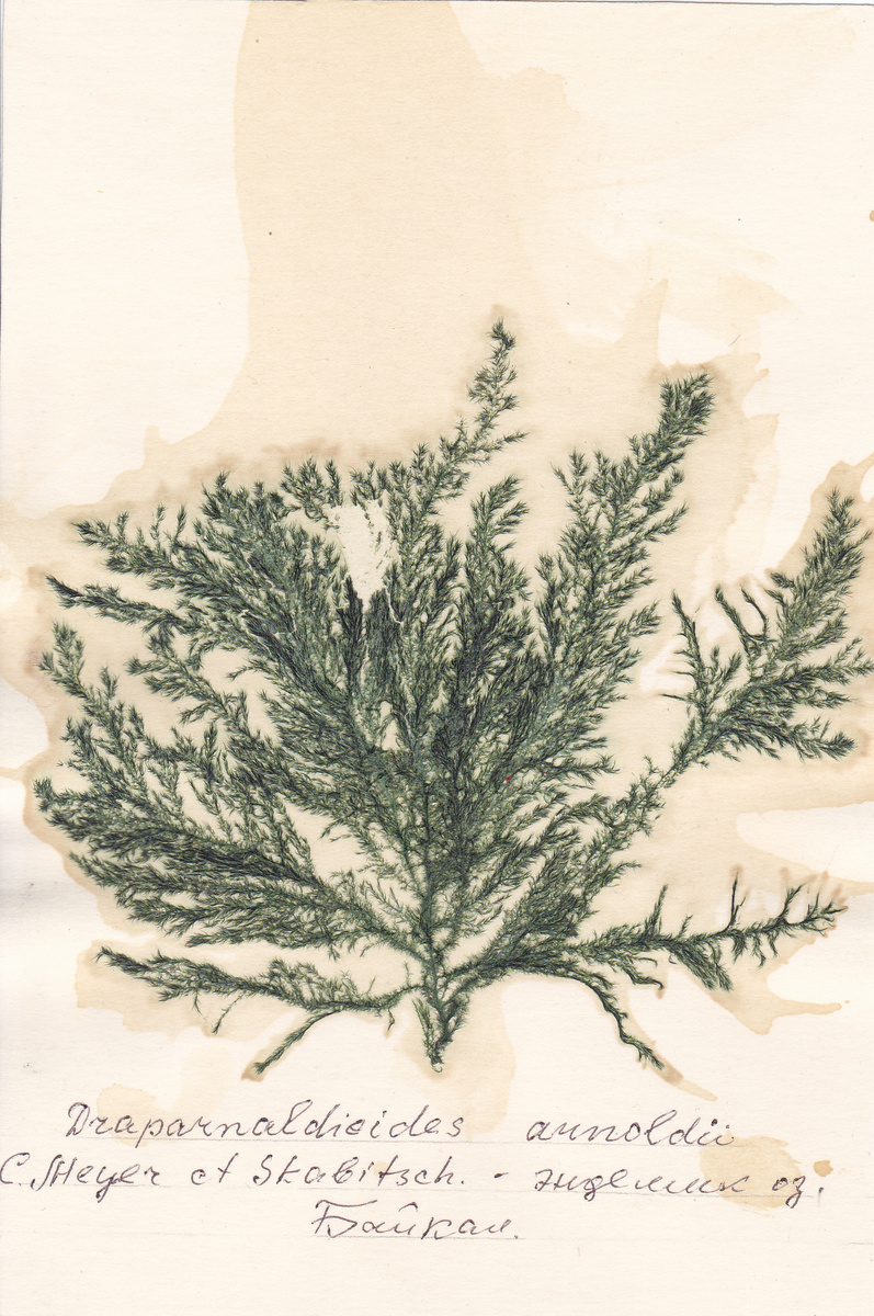 Скан гербария. Пресс-служба Фонда «Озеро Байкал»