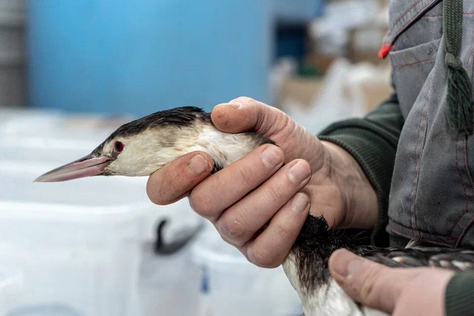    Фото: пресс-служба Сочинского географического общества