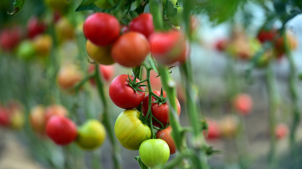 Фото: Влад Некрасов / Коммерсантъ