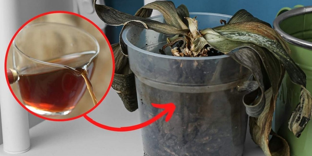 Как спасти гниющую орхидею? Специалисты советуют...