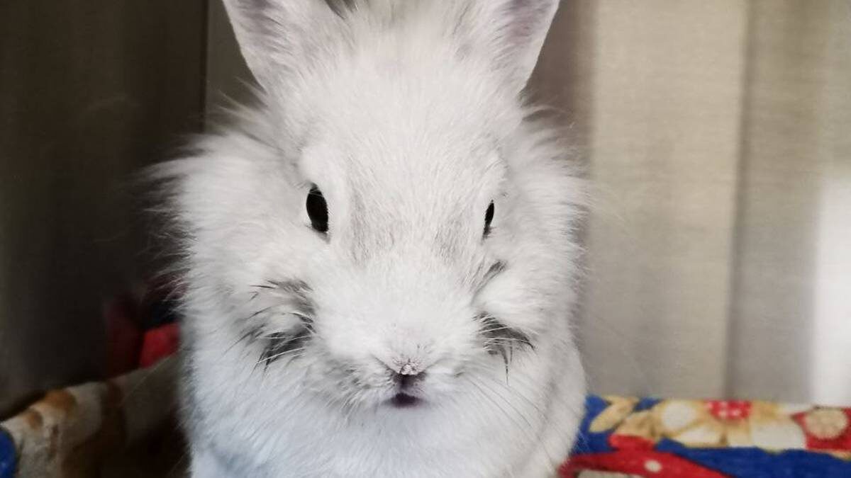    Фото: пресс-служба Мосветобъединения