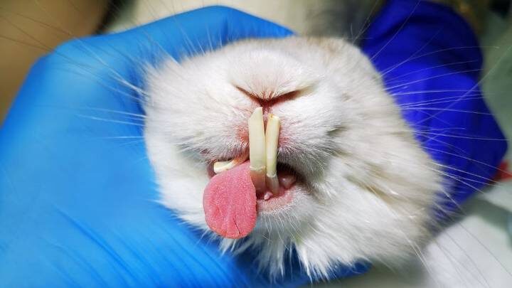  Фото: пресс-служба Мосветобъединения