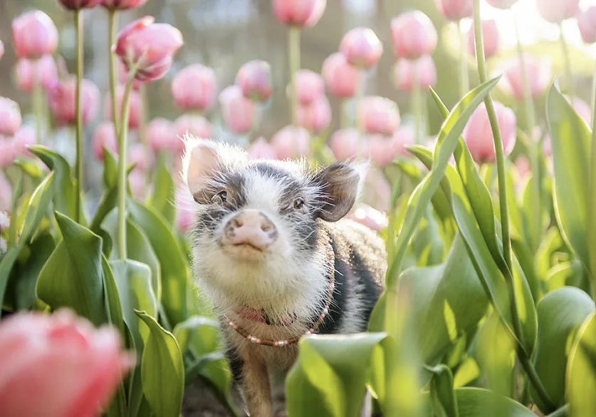 Картинка из свободного доступа 