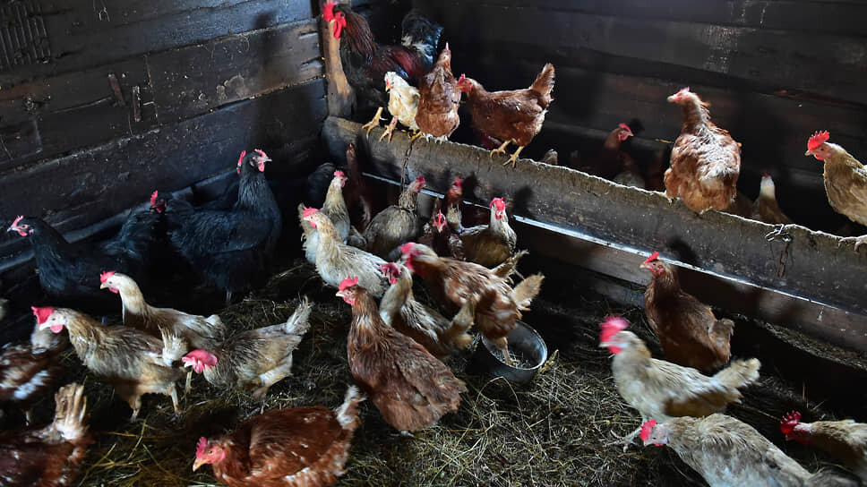 Фото: Влад Некрасов / Коммерсантъ