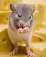 Маленький серый мышонок держал крохотными лапками угощение  ,маленький кусочек сыра.