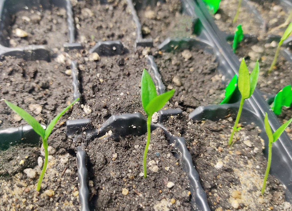 не взошли семена сладкого перца