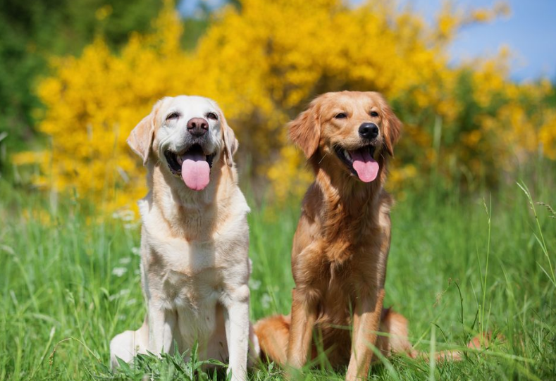 Фото с сайта Pinterest