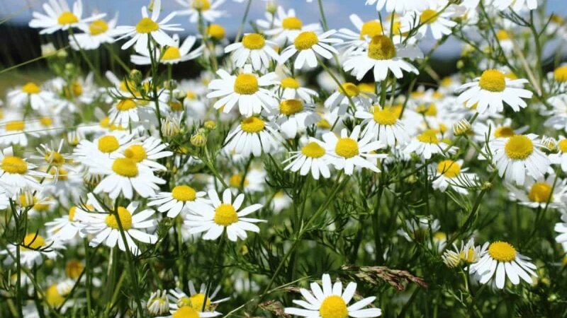     Ромашки. Цветы. СС0