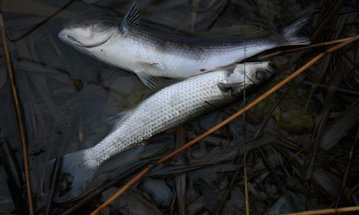    Фото t.me/glebovskiyokrug_actual_nvrsk