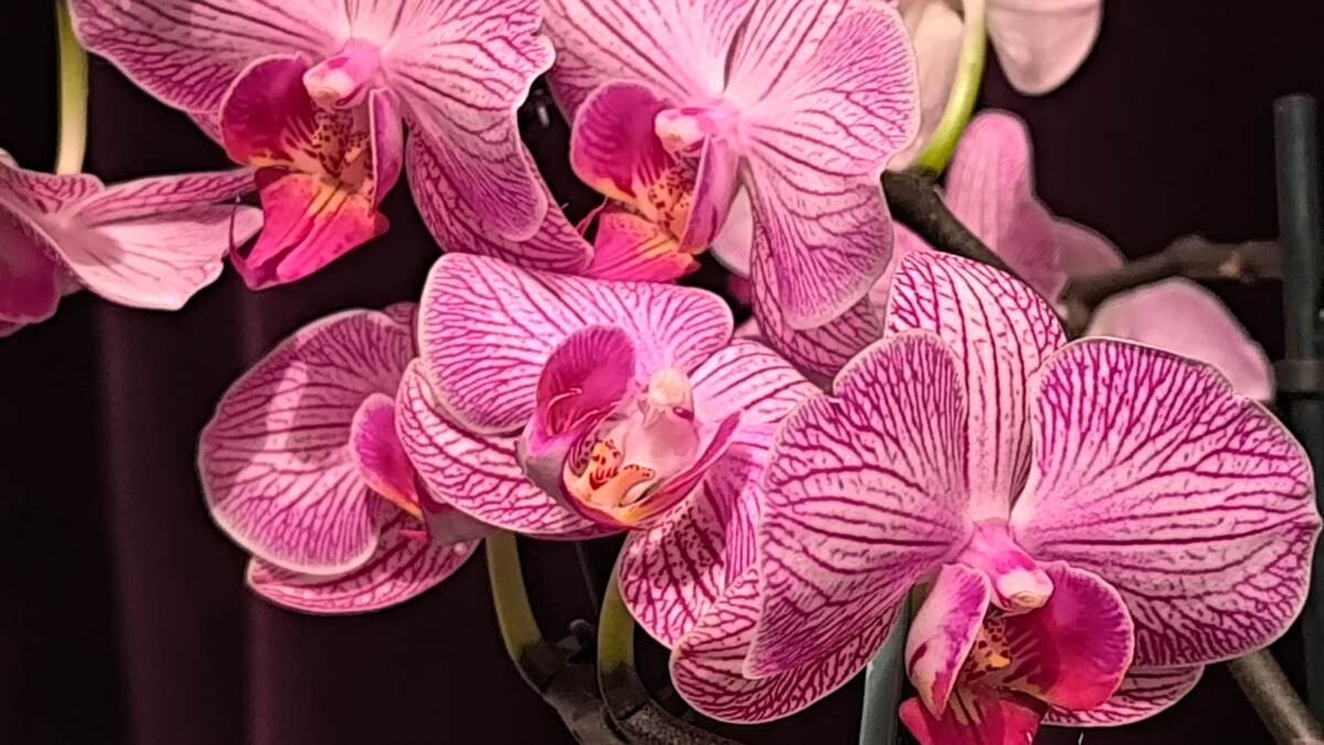 Орхидеи -  прекрасные цветы!   Для прекрасных женщин!