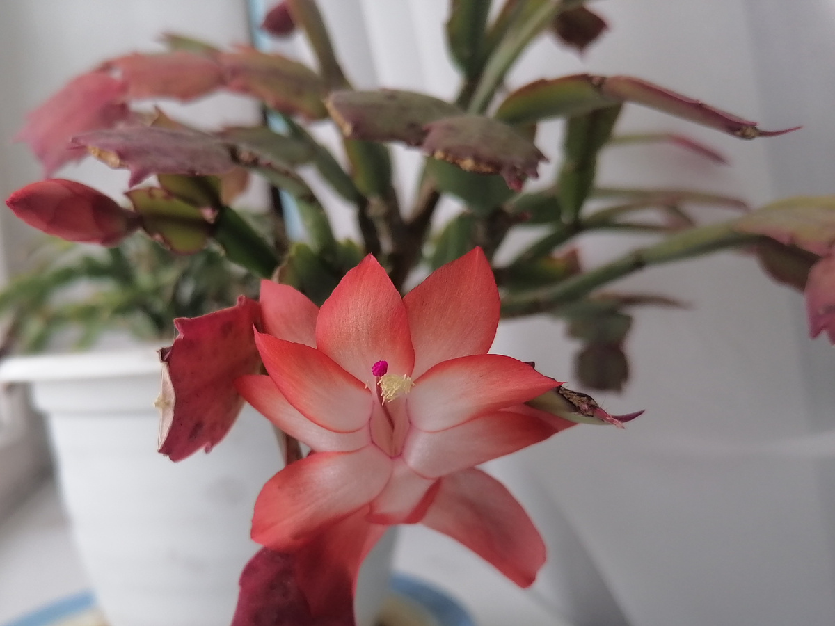 Я посчитала, что специально к 8 марта постарался)