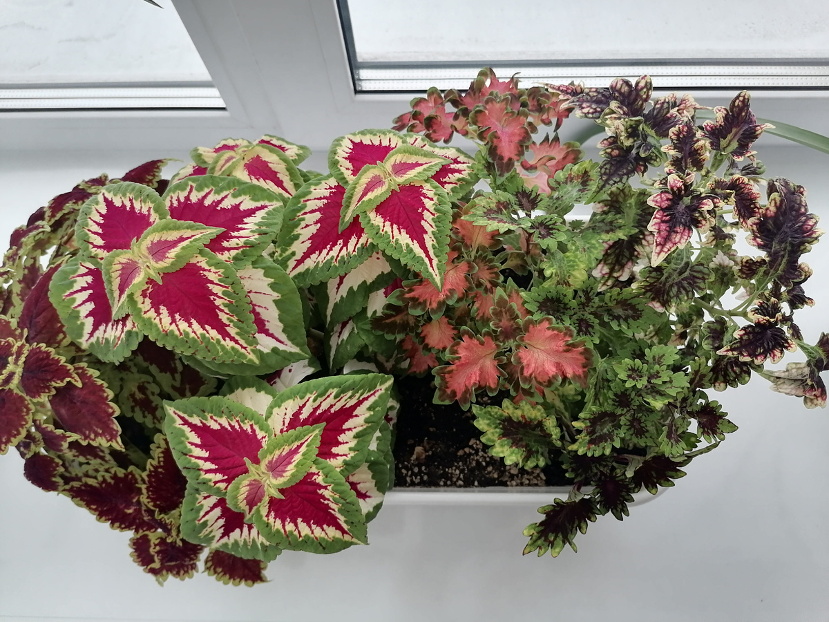 Больше всех мне нравится второй слева