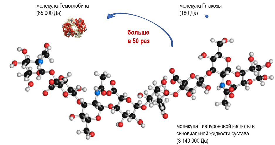 Гиалуроновая кислота достаточно крупная молекула. К примеру, молекулярная масса воды около 18 Да, молекулы глюкозы - около 180 Да, а белка крови гемоглобина - примерно 65000 Да.