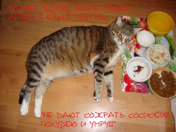 Хорошо бы уметь отличать "кошачью забастовку" от реальной потери аппетита.