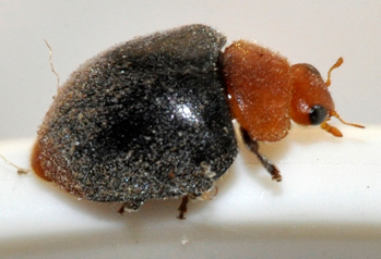 Криптолемус (Имаго)
