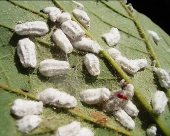 Чайная пульвинария