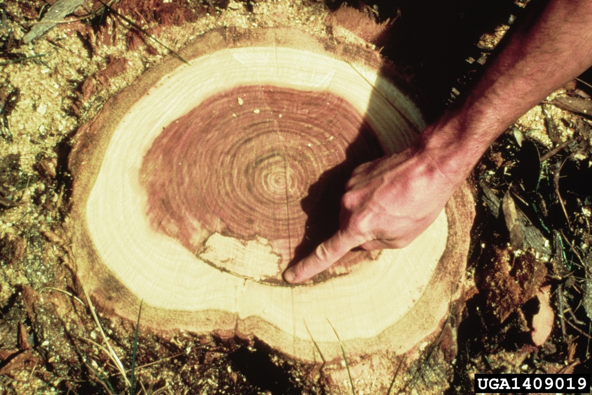 Дерево заблокировало внутри себя гниль и не допустило её распространения