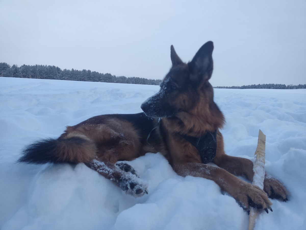 Милые дамы, сэр Ватсон от всей своей мужичьей души поздравляет вас с праздником весны 8 марта! Счастья, здоровья и всегда свежей говядинки!