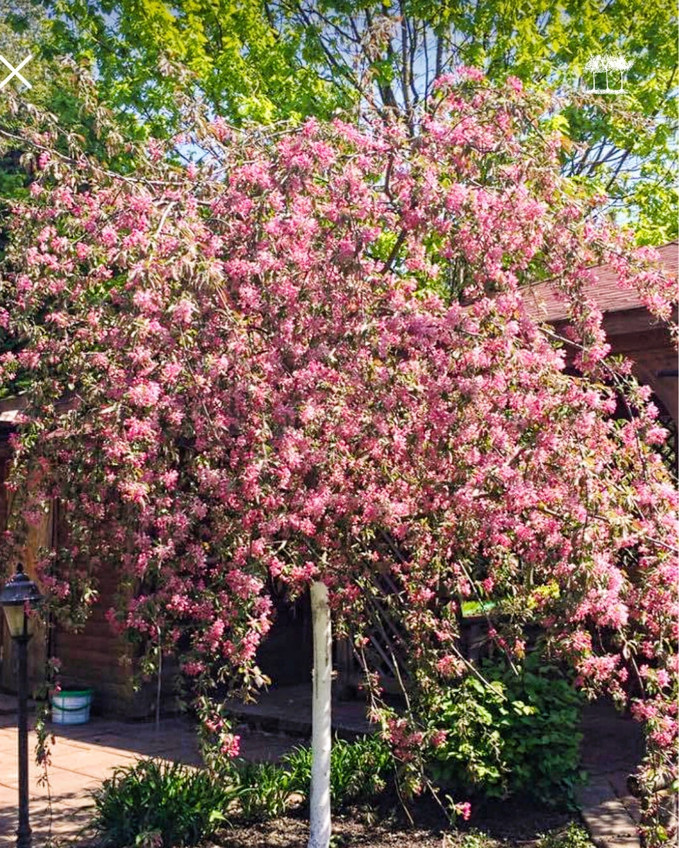 Яблоня плакучая "Чил'с Випинг"
