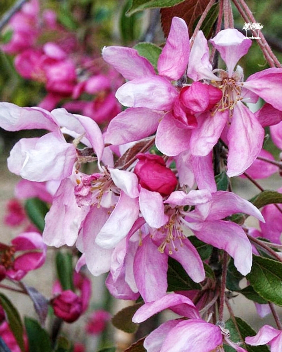 Яблоня плакучая "Чил'с Випинг"