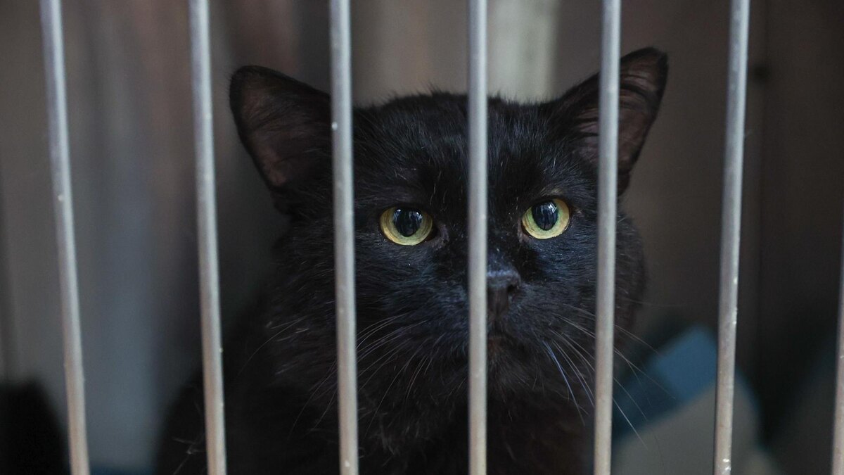    Фото: Petrov Sergey/news.ru/globallookpress.com