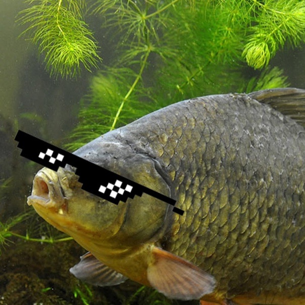 Карась в пиксельных очках )