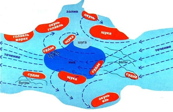 Фото с сайта: https://sun1-13.userapi.com