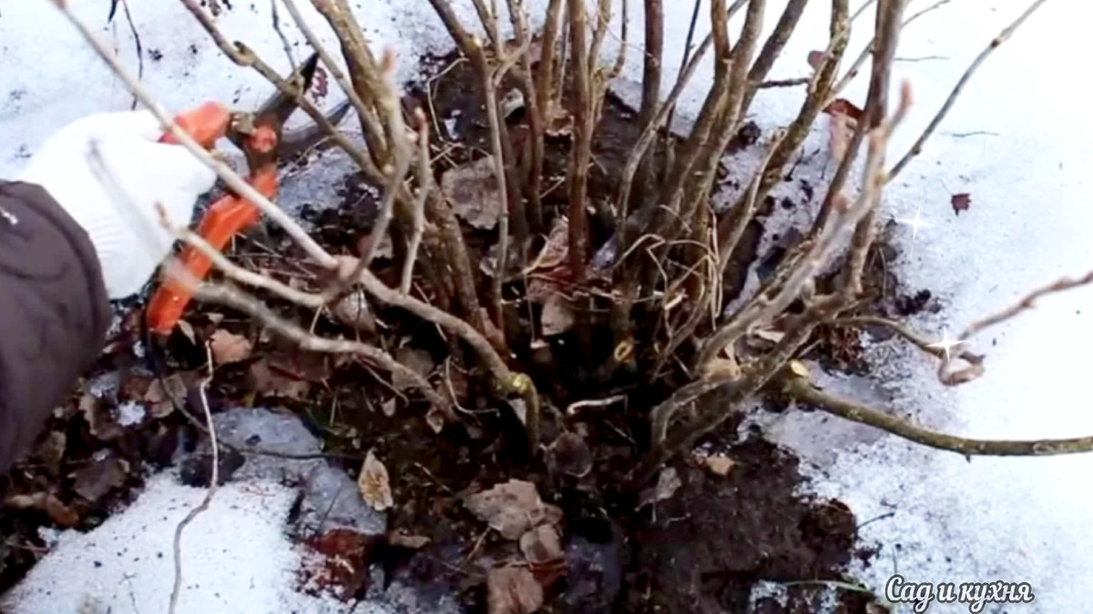 Обрезка кустов.